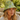 A woman wearing a light green bucket hat with a blue and white botanical pattern, photographed outdoors against a blurred green garden background.